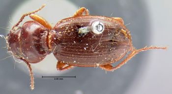 Media type: image;   Entomology 5622 Aspect: habitus dorsal view